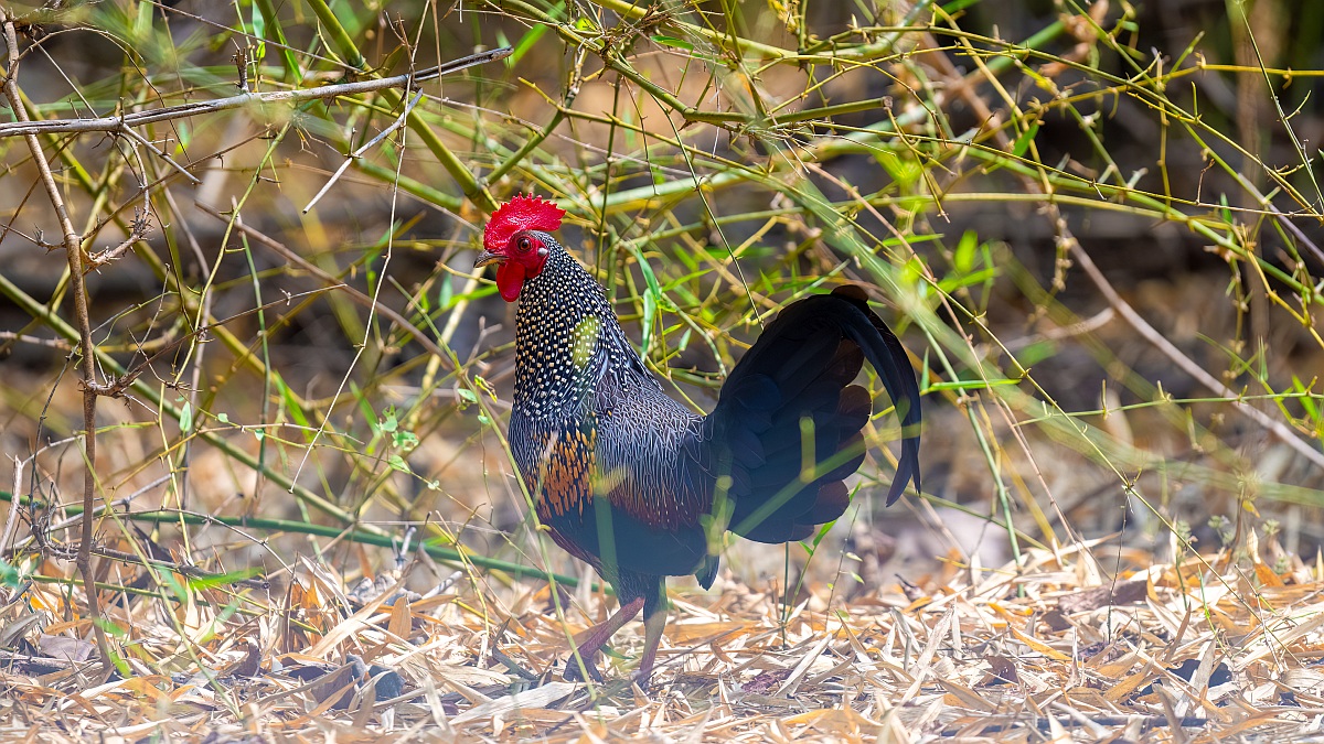 Grey Junglefowl